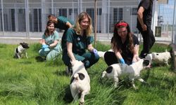 Başkan Ünlüce Çağrıya Kayıtsız Kalmadı: 9 Köpek İçin Mutlu Son