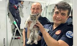 Büyükşehir İtfaiyesi Havalandırma Boşluğuna Düşen Kediyi Kurtardı
