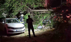 Eskişehir'de Dut Ağacı Araçların Üzerine Devrildi