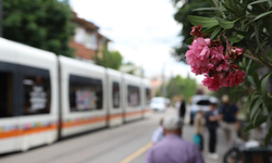 Eskişehir’de İsmet İnönü Caddesi Zakkumlarla Süslendi