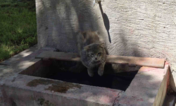Eskişehir’de Sıcaktan Bunalan Kedi Çeşmede Serinledi