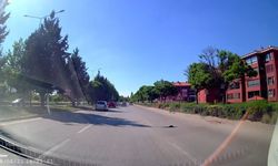 Eskişehir'de Trafiğin Ortasında Mahsur Kalan Kaplumbağayı Kurtardı