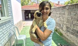 Eskişehirli Gönüllüler 500 Sokak Hayvanına Yardım Eli Uzattı