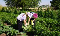 Eksişehir'de Dalından Toplanan Ürünler Tezgâhlara Ulaşıyor