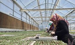 Eksişehir'de Jeotermal Destekli Dev Tesiste 12 Milyon Fide Üretiliyor