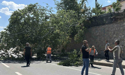 Eskişehir'de Kavak Ağacı Yola Devrildi