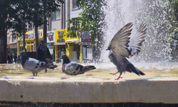 Eskişehir'de Sıcaktan Bunalan Kuşlar Havuzda Serinledi