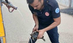 Alevlerin Arasında Kalan Kaplumbağayı İtfaiye Kurtardı