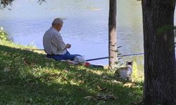 Porsuk'ta Balık Bekleyen Kedi Gülümsetti