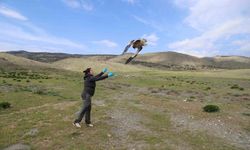 Midas, Akbabaların Uçuş Rekoru Kırarak 101 Bin Kilometreyi Geride Bıraktı!