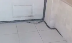 Sümer Mahallesi’nde yılan paniği: Mahalle sakinleri tedirgin