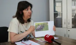 Eskişehir'de kahverengi kokarca tarımı vurdu