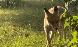Maden İşçilerinin Yeni Dostu: Yemekhaneye Gelen Sevimli Tilki