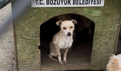 Bozüyük Hayvan Barınağı Skandalında Yeni Gelişme