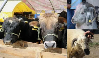 Vekaletle Kurban Kesim Bedelleri 2026 Açıklandı