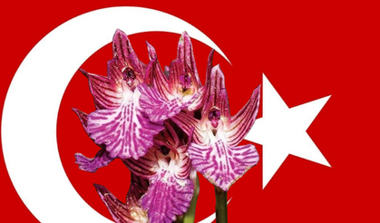 Anadolu’nun Yerli Salep Türleri Resmen Tescillendi