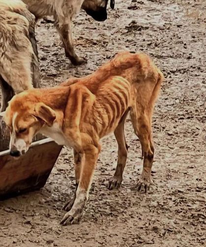 Bozüyük Hayvan Barınağı’nda Skandal Derinleşiyor: 7 Ölü Hayvan Tespit Edildi