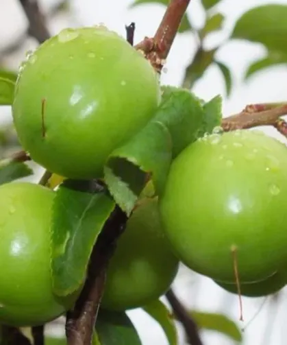 Erik çıktı mı, 2026 erik kaç TL? Erik ne zaman çıkar?