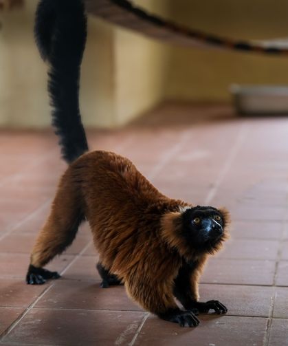 Eskişehir Hayvanat Bahçesi’ne 30 Yeni Tür Kazandırıldı