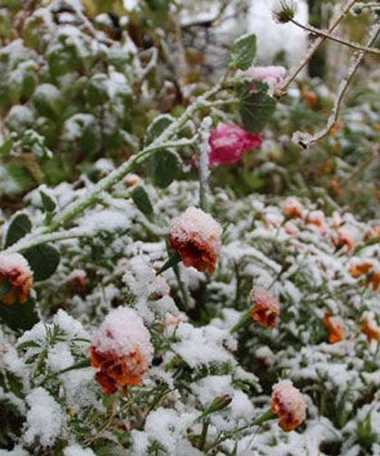 Çiftçilere Kritik Zirai Don Uyarısı