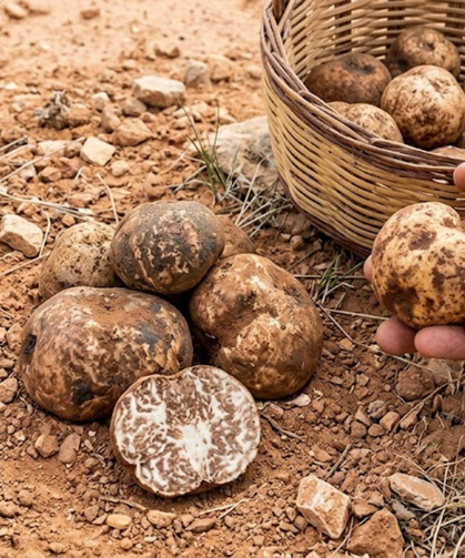 Dolaman Avı Başladı