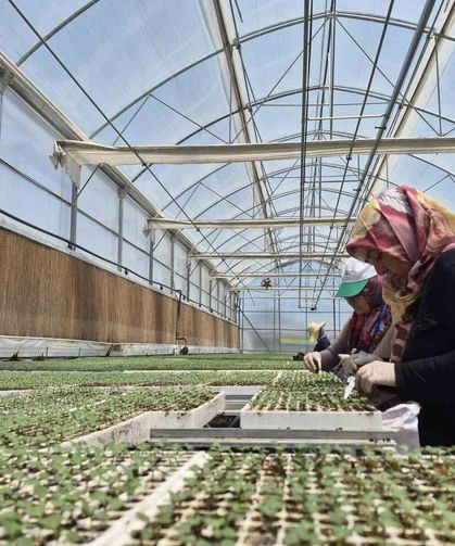 Eksişehir'de Jeotermal Destekli Dev Tesiste 12 Milyon Fide Üretiliyor