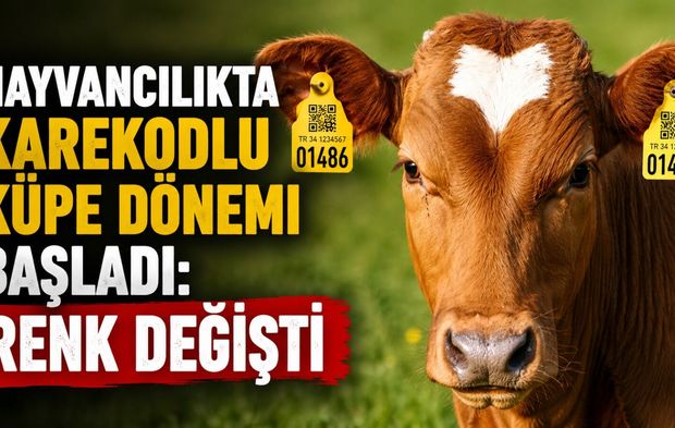 Hayvancılıkta karekodlu küpe dönemi başladı: Renk değişti
