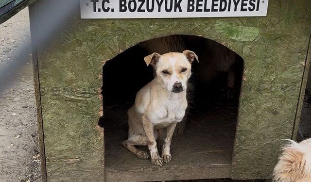 Bozüyük Hayvan Barınağı Skandalı: Açlık ve İhmal