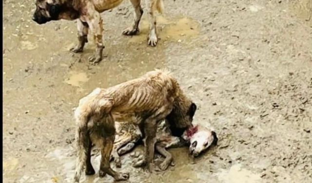 Bozüyük Hayvan Barınağında ‘’Zulüm’’