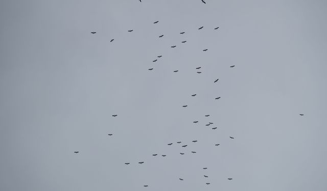 Eskişehir'de Leylekler Havada Görsel Şölen Oluşturdu