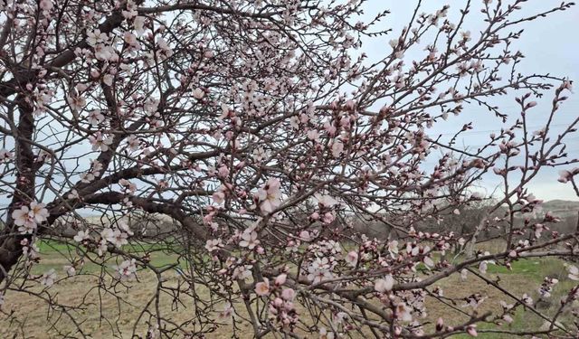 Eskişehir’de Yalancı Bahar: Ağaçlar Erken Çiçek Açtı