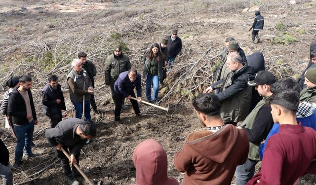 Seyitgazi’de Yanan Orman İçin Ağaçlandırma Başladı