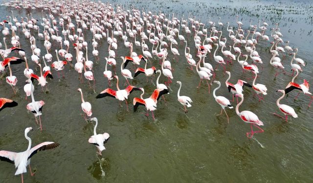 Eber Gölü’nde Flamingolar Görsel Şölen Sundu