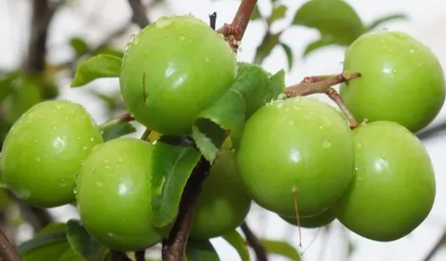 Erik çıktı mı, 2026 erik kaç TL? Erik ne zaman çıkar?