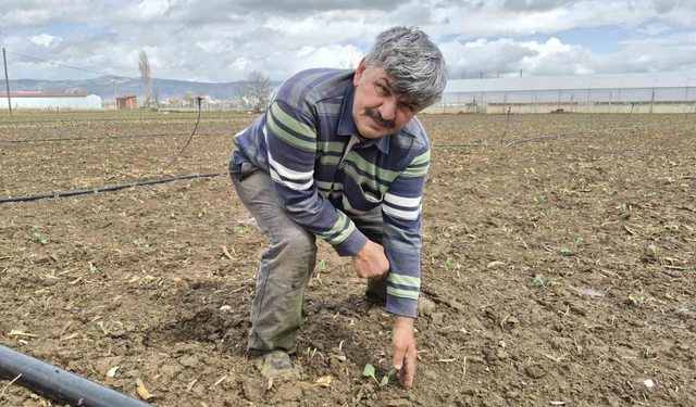 Eskişehir'de İlk Hasat İçin Geri Sayım Başladı