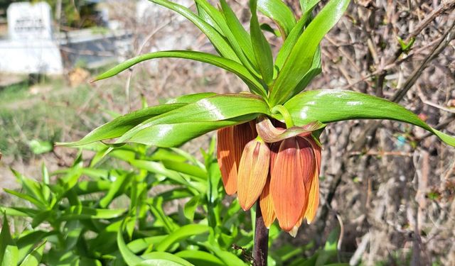 Eskişehir’de Ters Laleler Göz Gibi Korunuyor