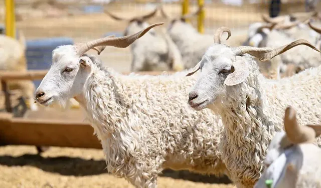 Vekaletle Kurban Kesim Bedelleri 2026 Açıklandı