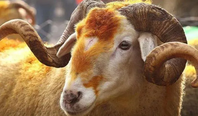 Bayramın 3. ve 4. günü kurban kesilir mi? Kurban kesimi ne zaman biter?
