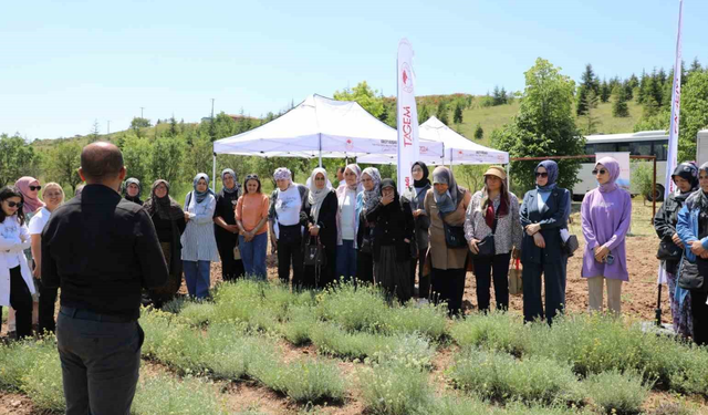 Eskişehir’de Altın Otu Hasadı Gerçekleştirildi