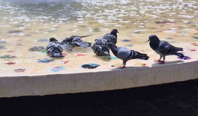 Eskişehir'de Sıcaktan Bunalan Güvercinler Havuza Koştu