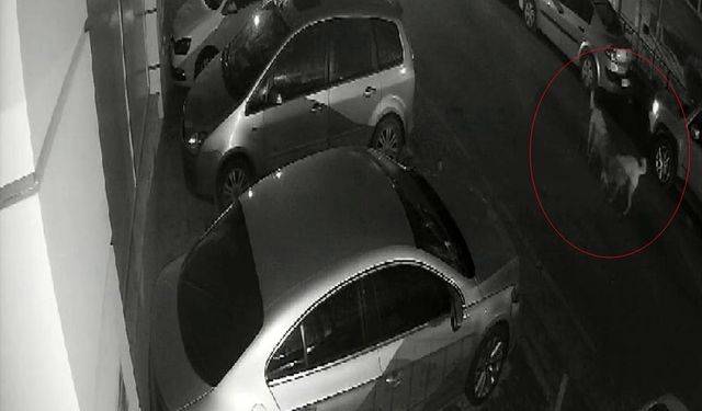 Eskişehir'de Sokak Köpekleri Kediyi Parçaladı!