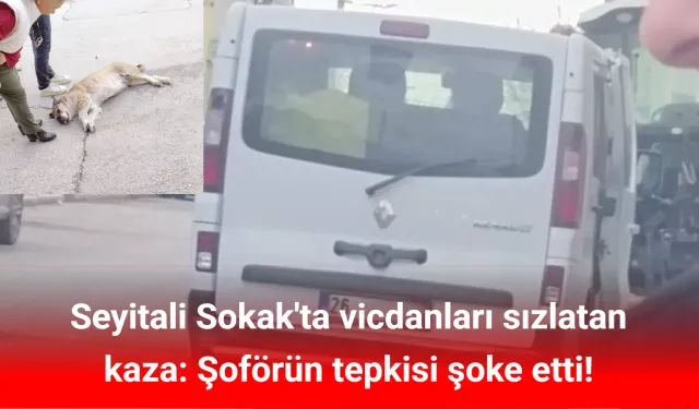 Mahalleli yasta: Minibüsün çarptığı 'Badem' kurtarılamadı