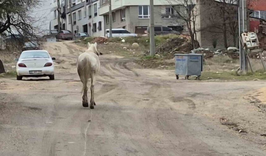 Eskişehir'de Kontrolsüz Atlar Trafikte Endişe Yarattı