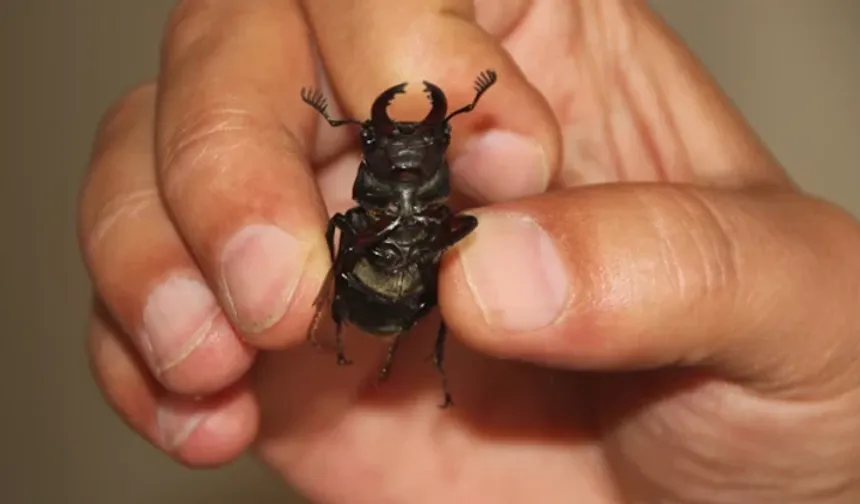 Geyik Böceği Neden Pahalı?