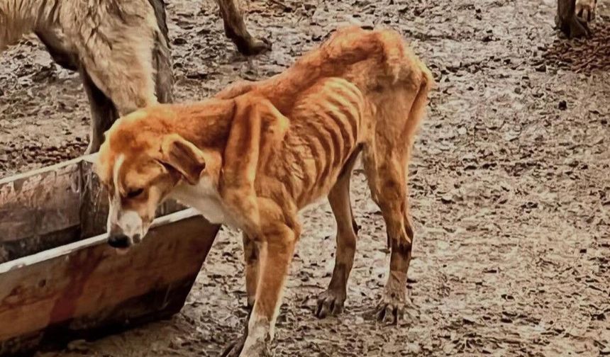 Bozüyük Hayvan Barınağı Skandalı: Açlık ve İhmal