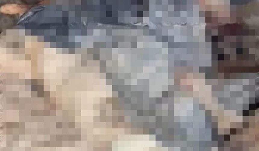 Gece Yarısı İnceleme: Ölü Hayvanlar Bulundu