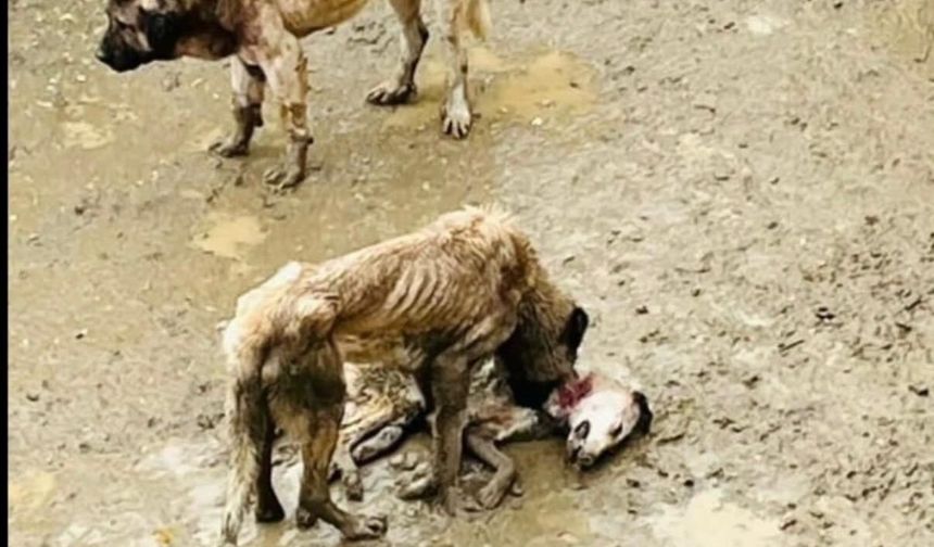 Vicdanları Sarsan Görüntüler Bu Barınakta Kayda Alındı