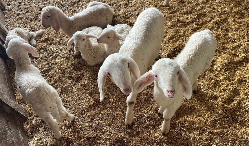 Bu Sene Kurbanlıklar Zamlandı! İşte Detaylar