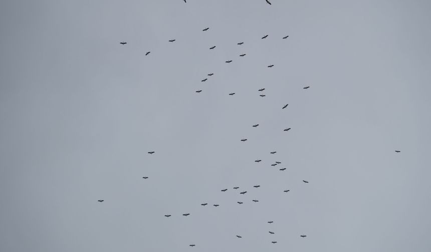 Eskişehir'de Leylekler Havada Görsel Şölen Oluşturdu