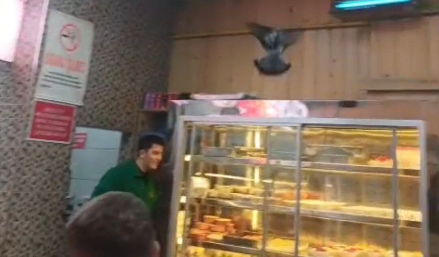 Eskişehir’de Lokantaya Giren Güvercin Panik Yarattı